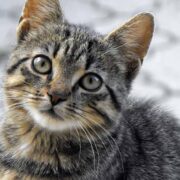 why does a cat keep coming to my house at night