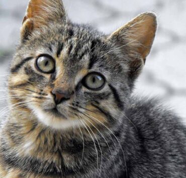 why does a cat keep coming to my house at night