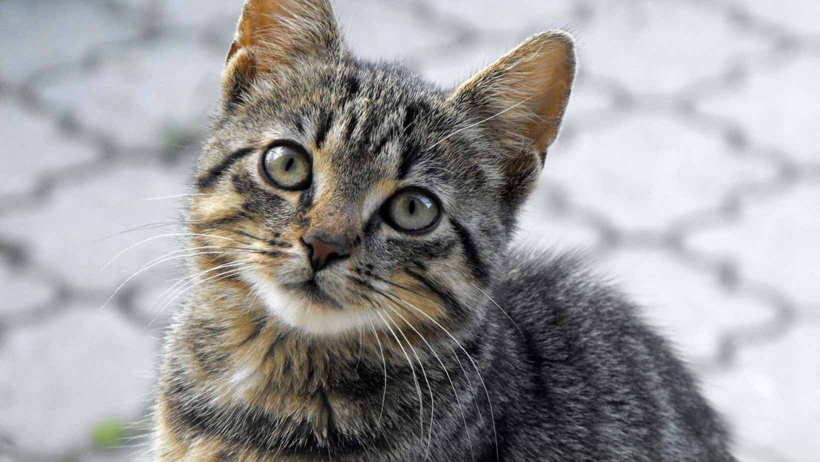 Why does a cat keep coming to my house at night discover the suprising reason