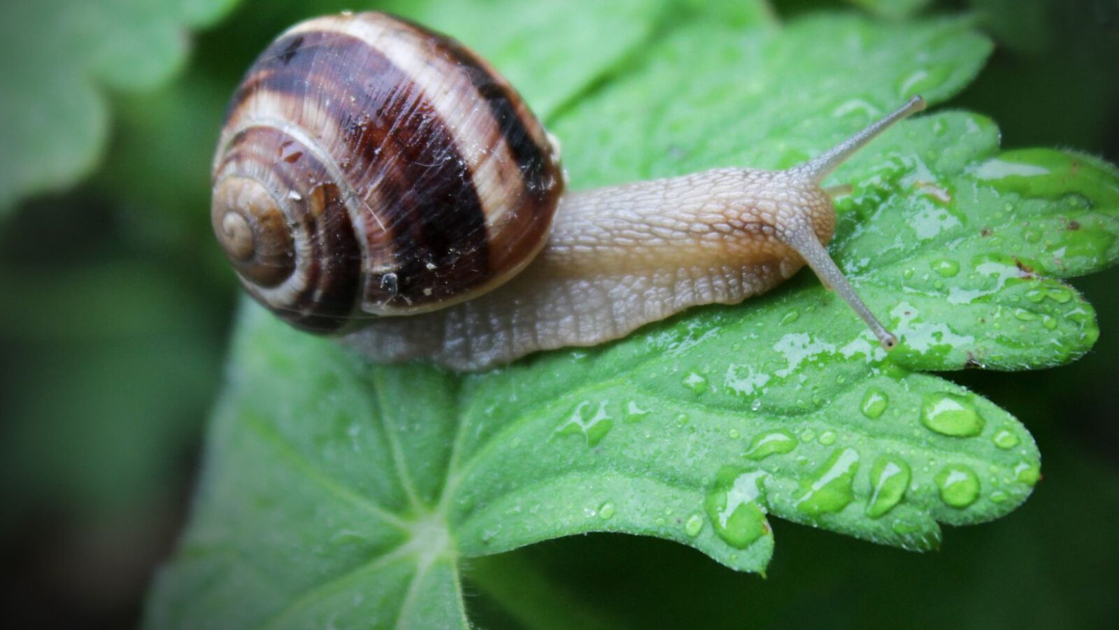 How Long Would It Take A Snail To Travel A Mile: Exploring The Pace Of These Slow Creatures
