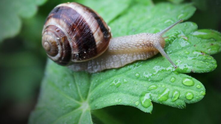 how long would it take a snail to travel a mile