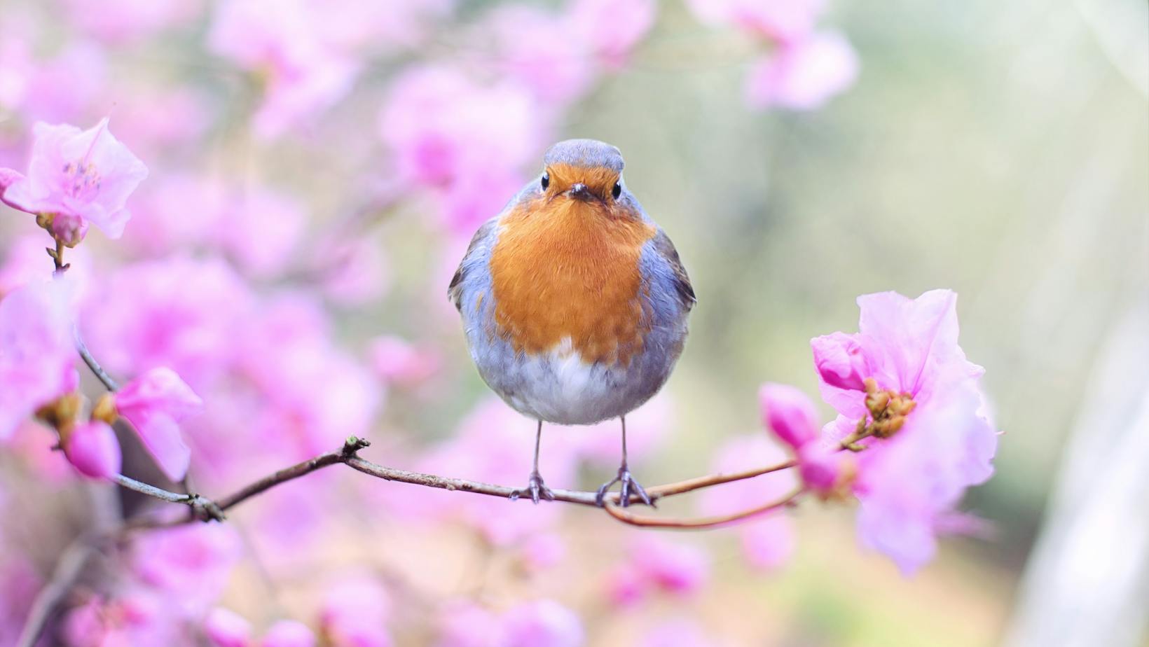 5120x1440p 329 Spring