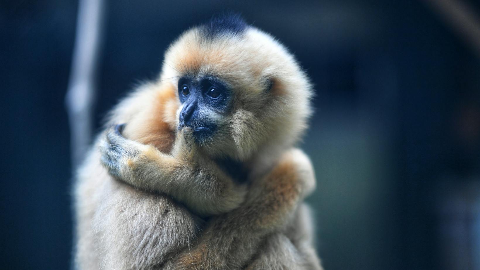 5120x1440p 329 Gibbon Backgrounds