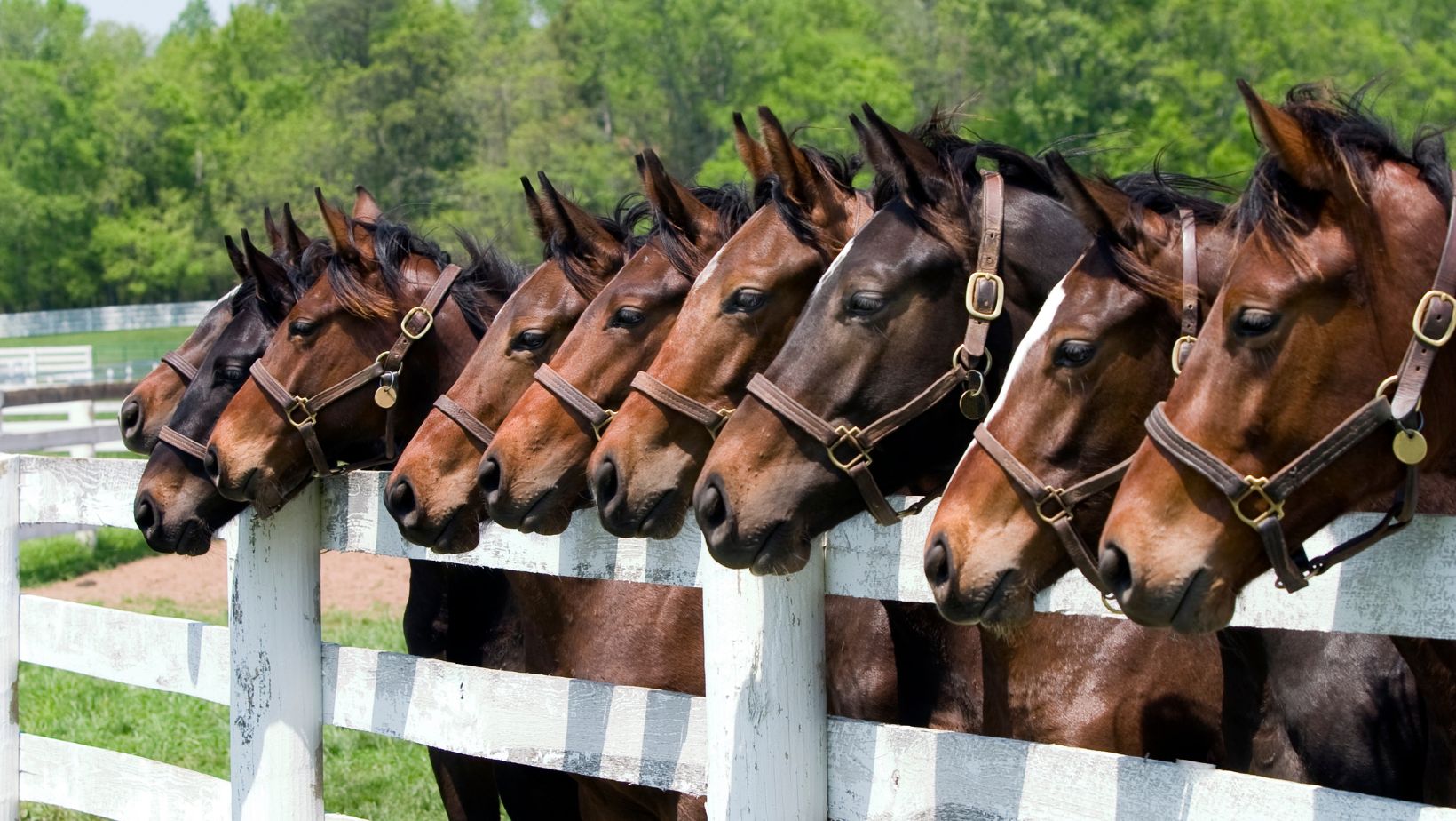 Www kuthira com unleash the power of horse knowledge